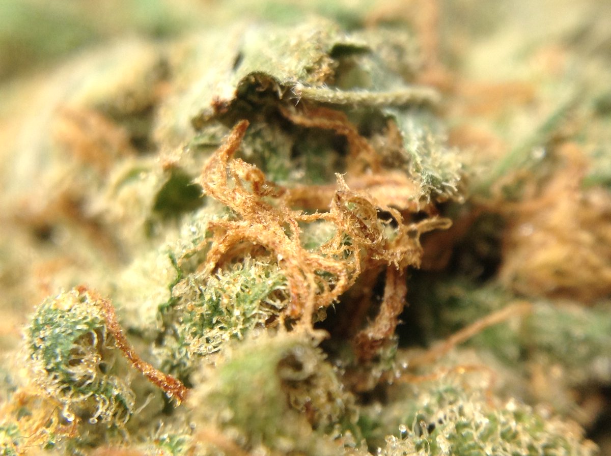 theAgingEnt's tweet photo. #Podcast @thegreenvault #Showcase !

https://t.co/Sf4MtJAOvV

#MarijuanaEncyclopedia #NugPorn #StonerNation #Weed https://t.co/VeNzg9Hrch