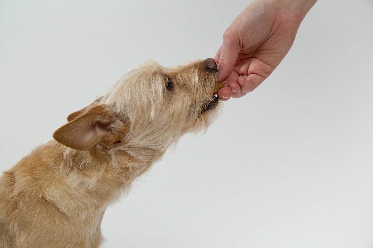Dogtraining33's tweet photo. What Dogs Should Eat.

https://t.co/UG5Ih2WAyT
#dogfood #healthydogfood https://t.co/dXzeW6nMp6