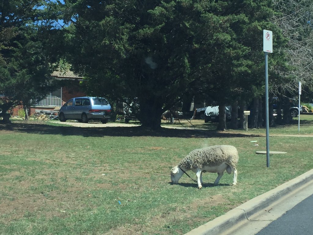 ColinJBettles's tweet photo. #Canberra lawnmowing services baaaargain prices - nature's own methods https://t.co/VT1N6pBtW6