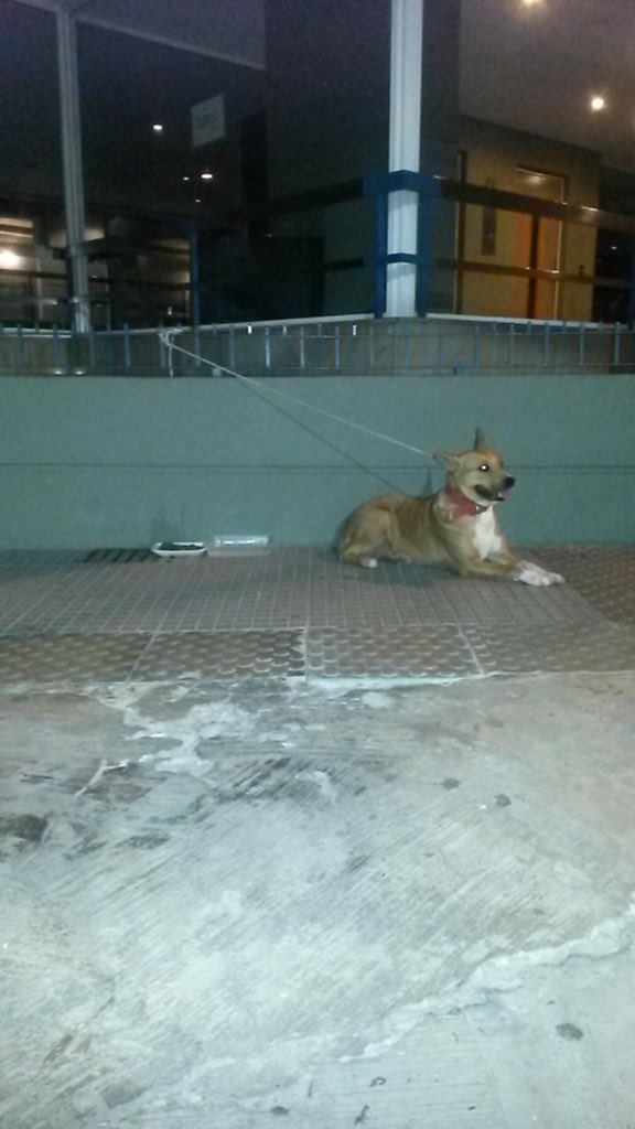 natyblacher's tweet image. Encontre un perrito en la esq. d RIO DE JANEIRO Y SARMIENTO/ANTONIO MACHADO.Se perdio hoy 9/1. @PerrosPerdidos