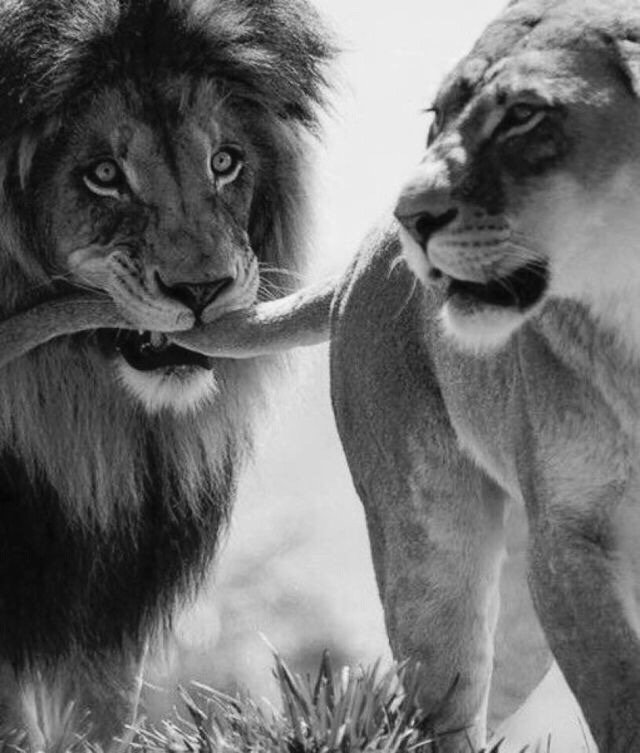 Elverojaguar's tweet photo. https://t.co/o9xiD6V299