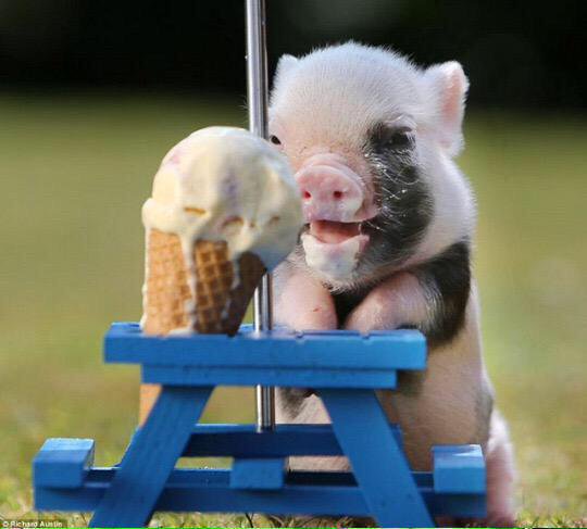 SpeakComedy's tweet photo. Just in case you're having a bad day, here's a piglet having ice cream https://t.co/m3G2dpIvTA