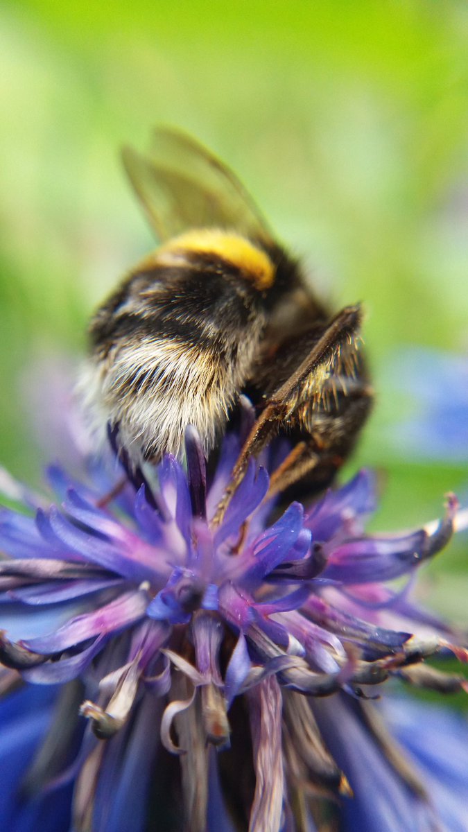 IamEmilyGrout's tweet photo. Pollinator interactions in the #megacosm today @jamiestavert https://t.co/ulWZY1uywh