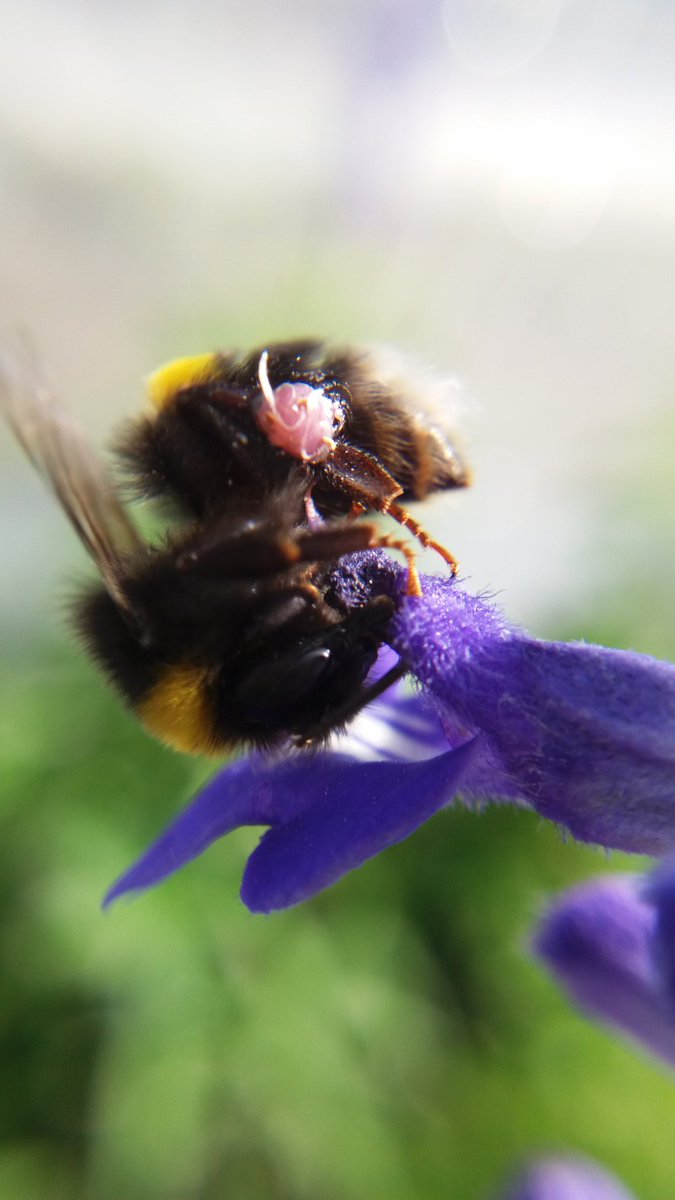 IamEmilyGrout's tweet photo. Pollinator interactions in the #megacosm today @jamiestavert https://t.co/ulWZY1uywh