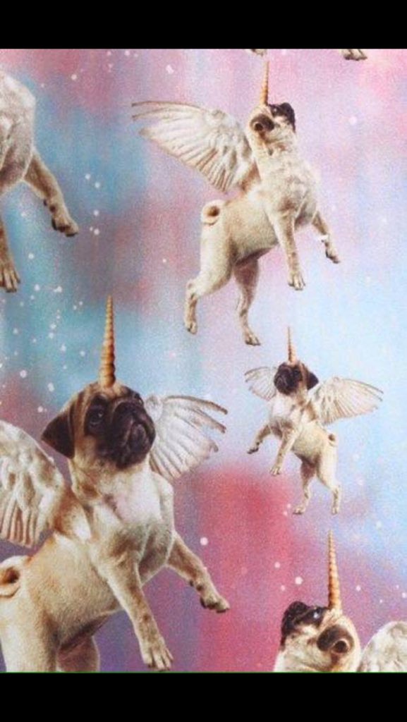 have sweet pug Pegasus dreams everyone 💖
