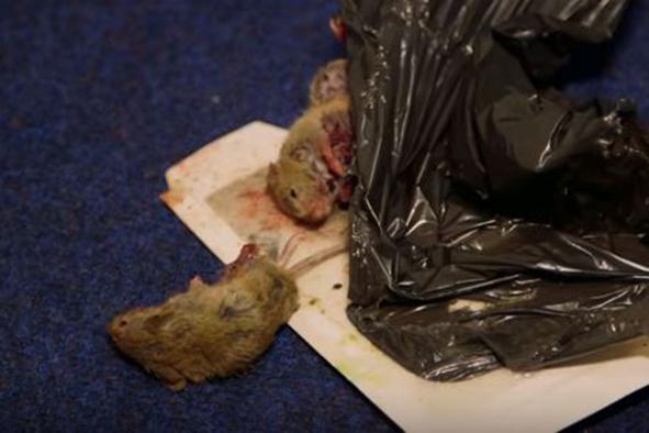 standardnews's tweet photo. Film maker captures squalor of rat infested south London care home https://t.co/MwhzfzwIXD https://t.co/pHqr0q1EQ2
