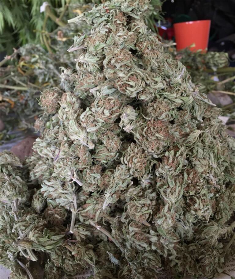 WeedReview420's tweet photo. Cinex-Sativa
Effects-Happy&amp;Energetic
Medical-Stress&amp;Depression
Taste-Earthy&amp;Citrus
Review-Clear-head&amp;Uplifting8/10🤘🏼 https://t.co/guCJmiCUdB
