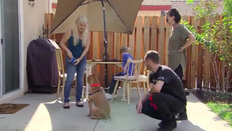 AnimalPlanet's tweet photo. From a fighting dog, to a training dog! Ruckus has come a long way. #PitBullsandParolees https://t.co/AXl5qp6QzJ