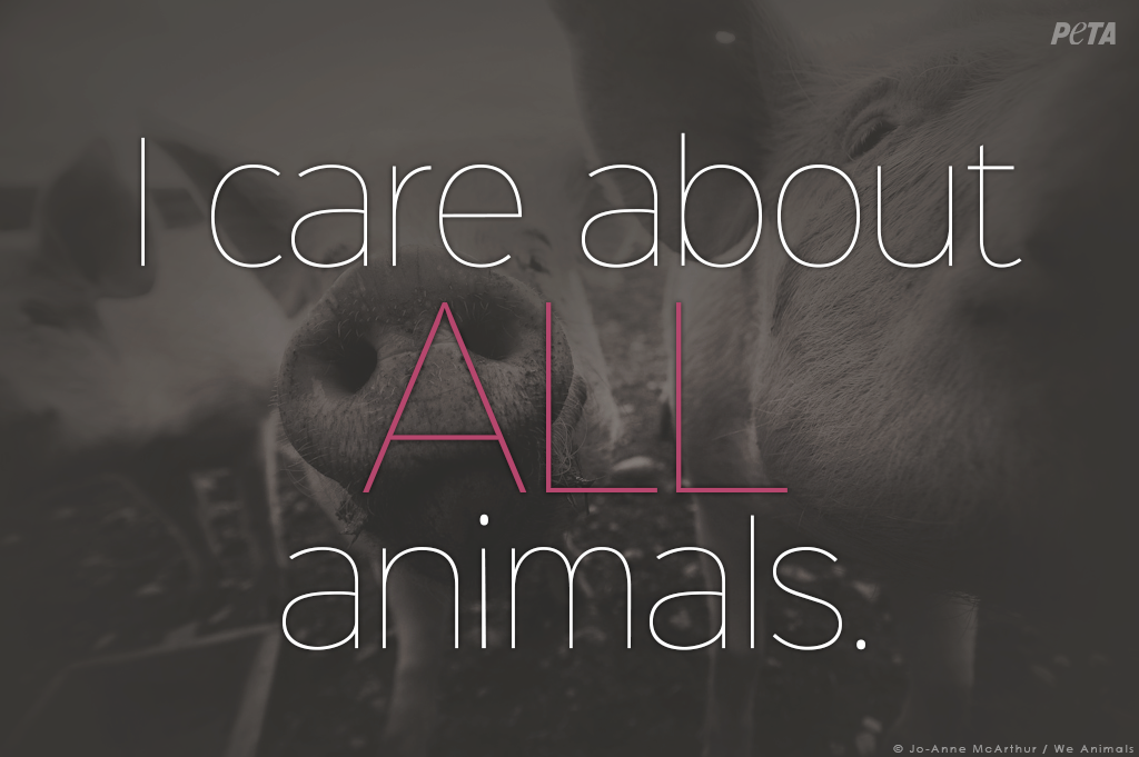 peta tweet picture