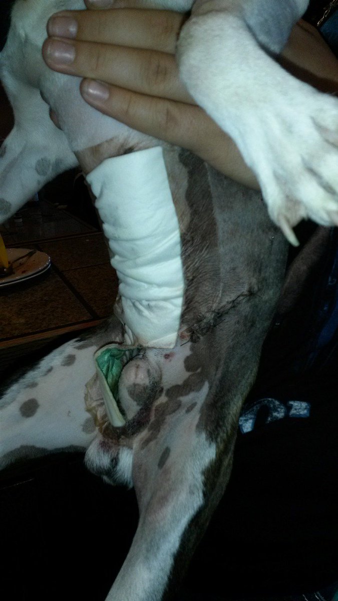tammym777's tweet photo. #justiceforzero Another picture of my injuries.  I'm happy to be here with my humans https://t.co/tUQqIcZ5M0