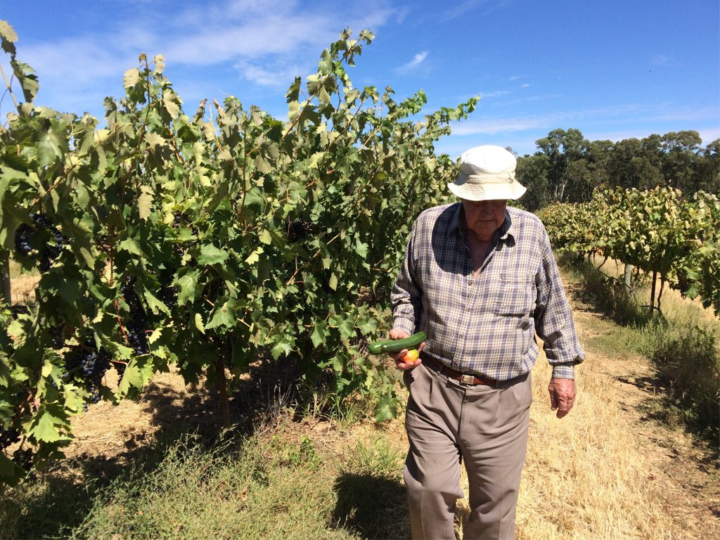 Vineyard inspection of the #tempranillo with Grandpa. Or, 'Trampanellow / Hoojacapivey' as he calls it #barossa