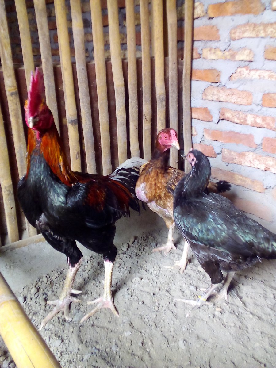 Babon Birma Kaisar Ayam Thailand Original Ayam Bangkok Super Ayam Thailand Original Ayam Bangkok Super