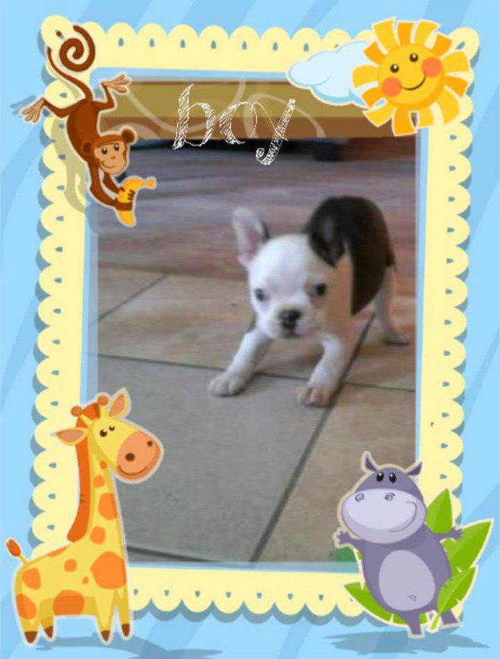 tammym777's tweet photo. #justiceforzero So mischievous. ..we knew he belonged with us https://t.co/DqssRbNC9B