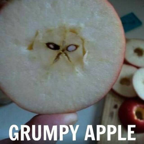 chiefplan1's tweet photo. #ButInTheLongRun grumpy apple may only become a spokes-apple for hostess pies but grumpy cat got a Friskies contract https://t.co/f4sHvRykmL