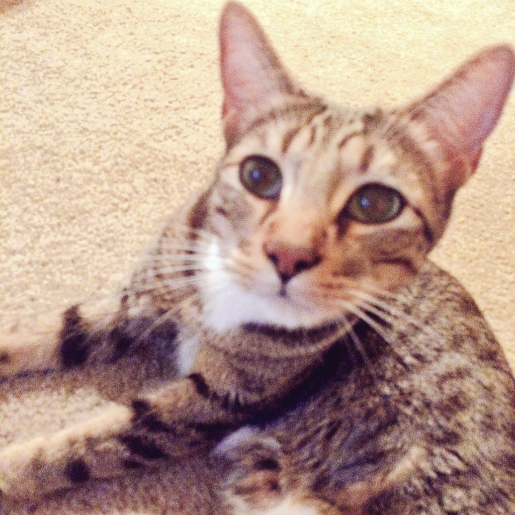 Nicolie_me's tweet photo. Kieko just watched the infomercial for #KittyShack. I think he wants one. #spaghettiCat https://t.co/OpDAyPABLK