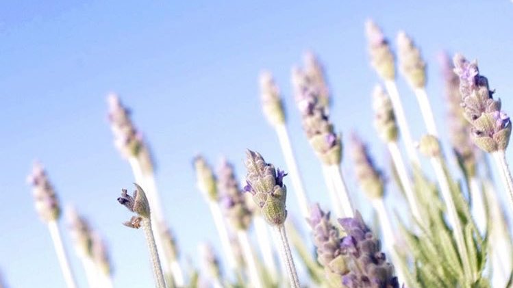 OWAYOrganics's tweet photo. Only a few more months until Ortofficina is abloom with lavender, again. #FarmToChair #HolisticHair https://t.co/S5lI64akOH