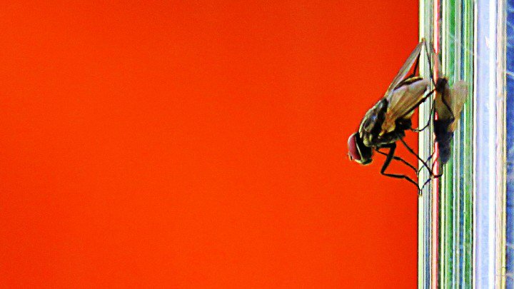 The Fly &amp; The Red