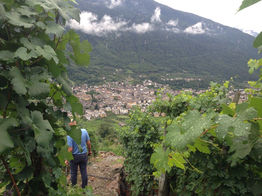 d_castagno's tweet photo. #ff al mio amico Paolo @OBBI62 grande #winelover e vigneron eroico valtellinese @m_siderova @Wineup @rigos73 #wine https://t.co/DqSjFD5aAf