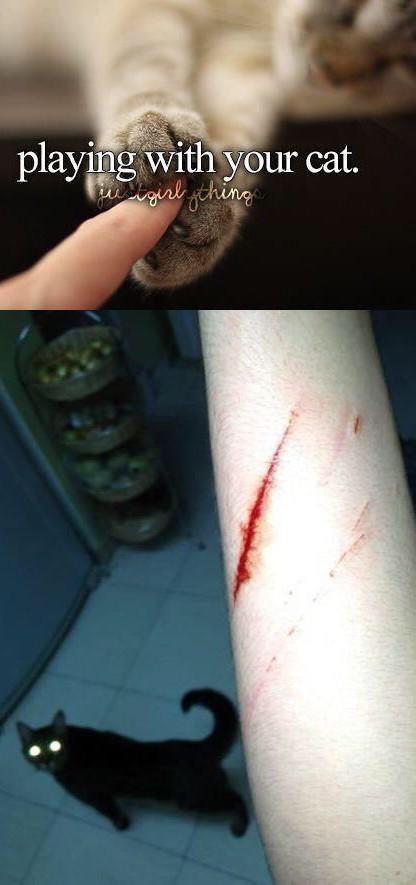AwwwCuteAnimals's tweet photo. Playing with your cat expectation vs reality. https://t.co/uX3pW3L4Ld
