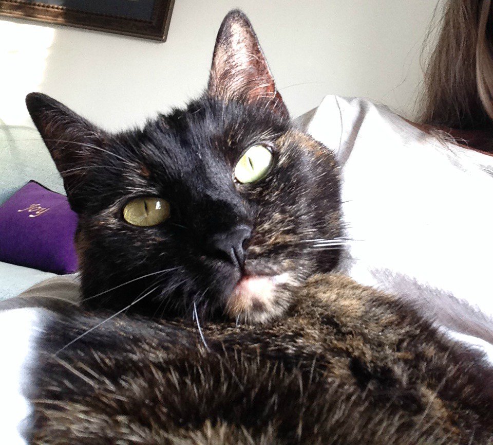 purrsingridking's tweet photo. Sunday #PurrsofWisdom: Choose to Be #Happy https://t.co/vmm3HU6CGj https://t.co/84R6X0oWru