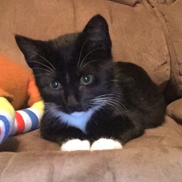 MeghanValley's tweet photo. My animals are so cute https://t.co/0WbimNYUL0