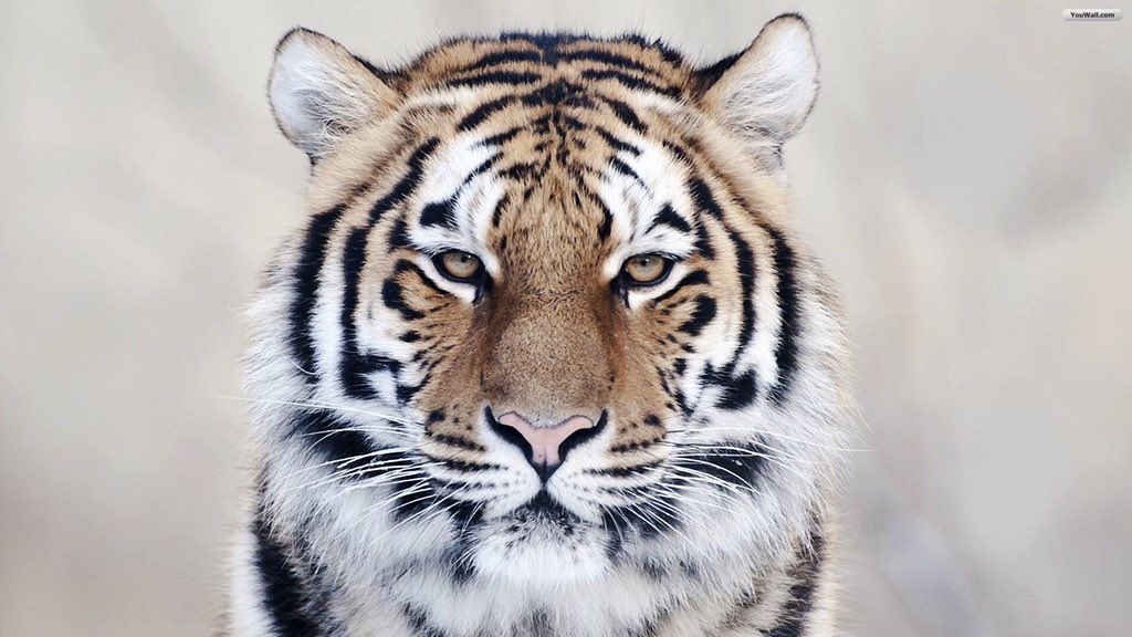 PaisleyTigerCo's tweet photo. Tigers are such Beautiful Animals. ❤️ https://t.co/MTmOxOeXG1