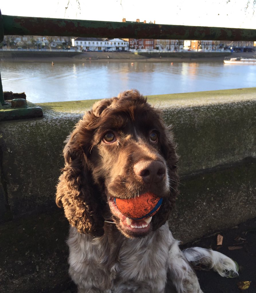mrhumphreyhound's tweet photo. Amazing morning. Went to the #park. Played with my #ball Hung with my #peeps and all before #lunch #dogslife https://t.co/H56kMtGTVW