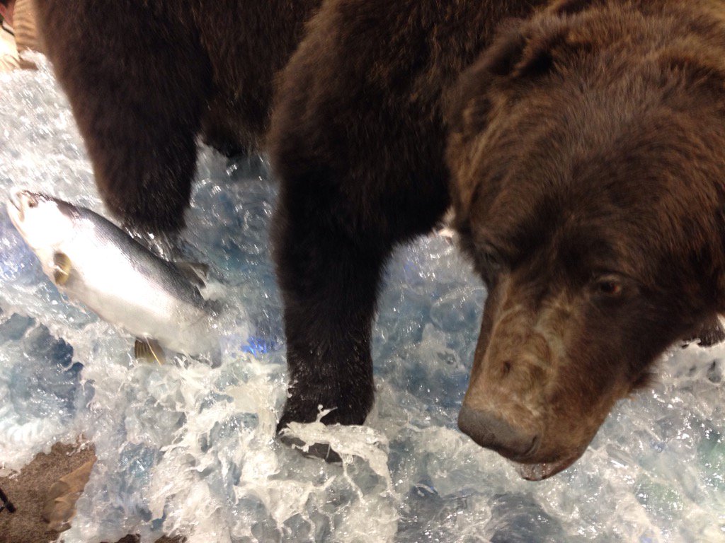 GoCritter's tweet image. At Dallas Safari Convention. Taxidermy bear on glass or acrylic water. Amazing Art. TheWildlifeGallery.com