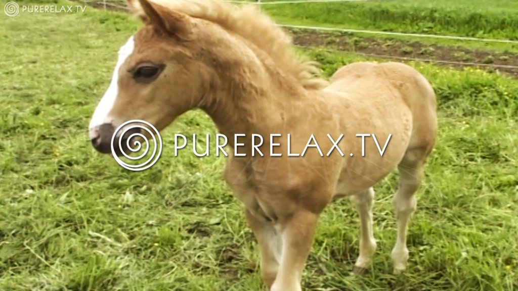 EmpireOfRelax's tweet image. goo.gl/mKvcc7 --&amp;gt; #Relaxation# #For# #Children# - ... #CUTEFOALS #MusicForLearning #MusicaRelax