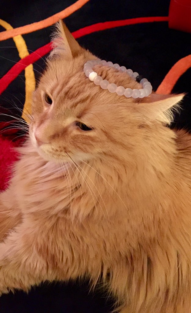 Sam Cat relishing #lokai