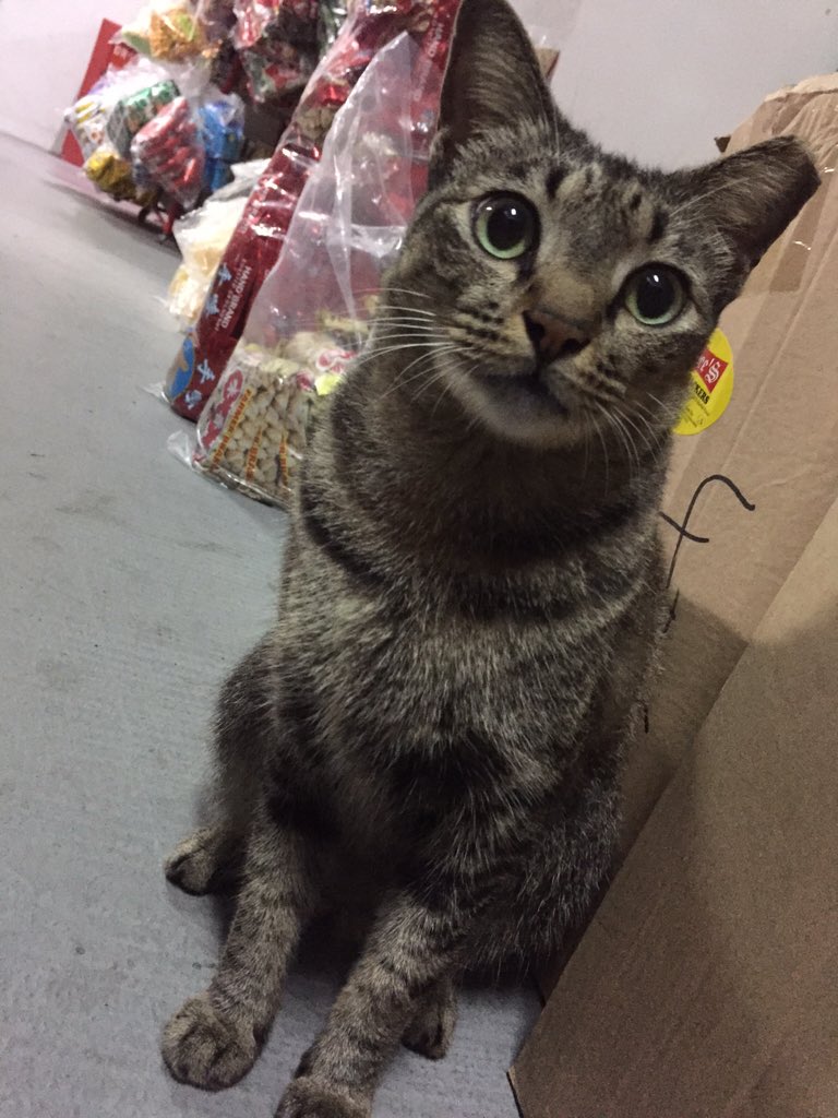 grfty134's tweet image. Jurong West, Singapore. #cats