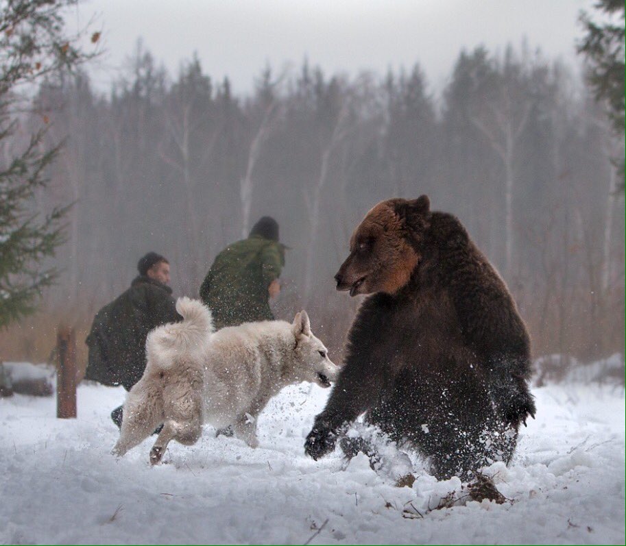 Собака вывела из леса медведей. Охота на медведя в Вологодской области. Охотничья собака на медведя. Встреча с медведем.