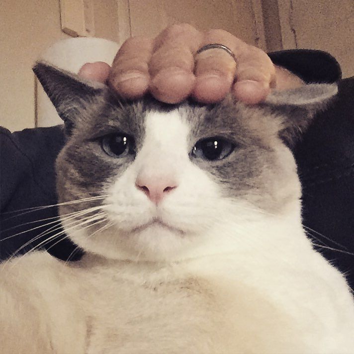 DecadentDogSD's tweet photo. "Hi, my name is Archer and I'm a Decadent Cat!" #cat #r&r #petme #handhat #luxurious #cats… https://t.co/wGfrIKCi1l https://t.co/ARbSWnkbi3