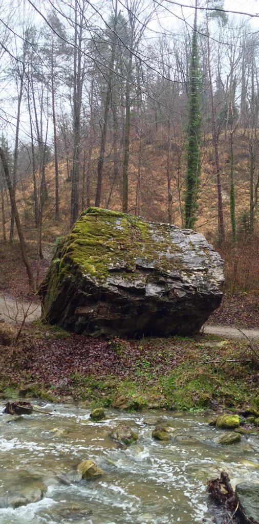 Feldbotanik's tweet photo. On this siliceous #erraticboulder (#Alexanderstein in #Küsnacht) I found 48 different #Bryophyte #species! https://t.co/sHGr0bzRgZ