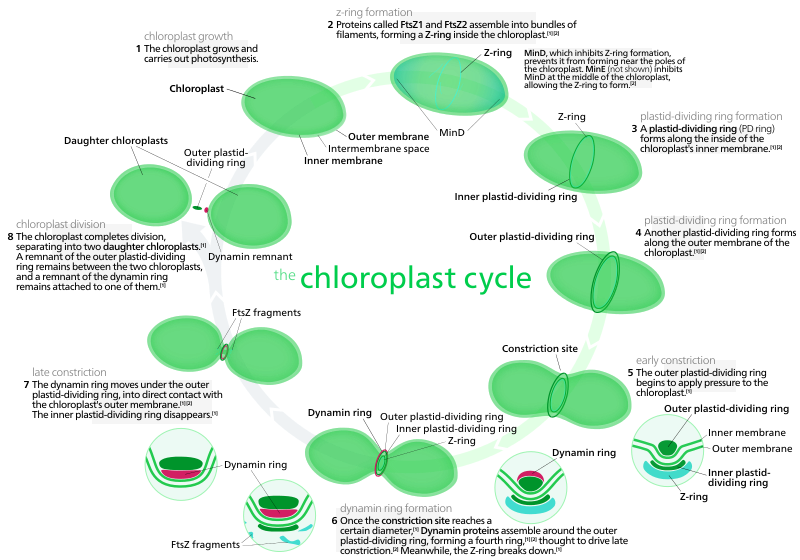 sunlightsavages's tweet photo. The chloroplast can divide by itself using binary fission. #cellection16c https://t.co/szi56GaBvf