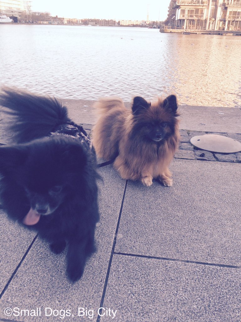 smalldogsbigcit's tweet image. How to know how #windy it is? Use your #tongue 😝🐶 #pomproblems #dublin #dogsoftwitter #sunday #adventures