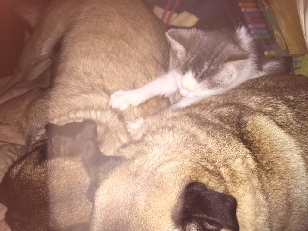 Dora, I'm pretty sure no amount of treading is going to get milk out of there 1) he's a boy 2) that's his neck love