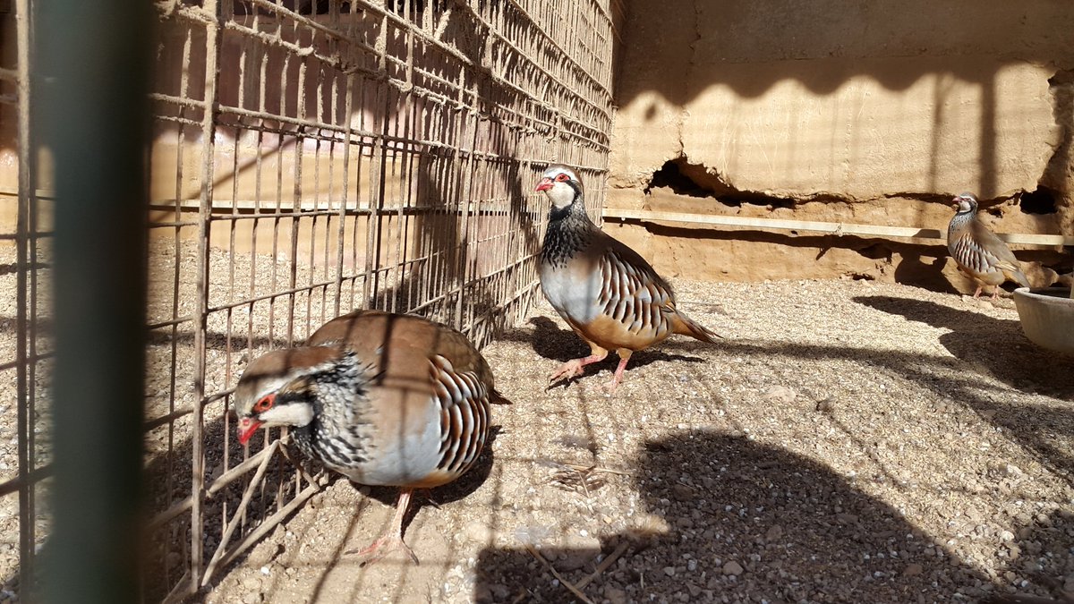 capfi_CAT's tweet photo. Diumenge de granja. #Perdius #molinsderei https://t.co/nJX7ddnZ1M