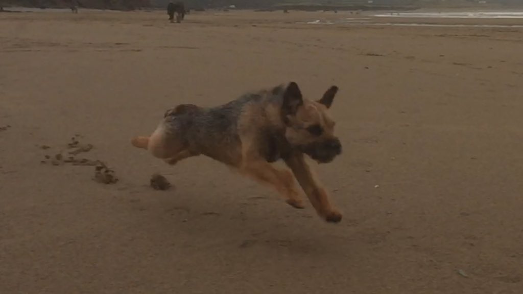 Rubytheborder's tweet image. Fab scoot around the beach @BigburyOnSea today between showers, did anyone else spot the flying dog?!