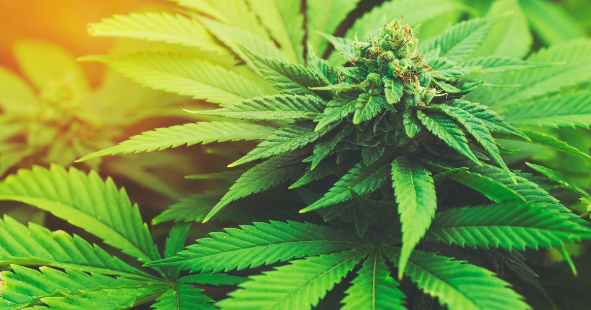 PriceofPot's tweet photo. Breaking News:   Air Base Mi... https://t.co/YNwZJ9SkUy #LegalizingPot #Marijuana #MMJ | https://t.co/LkVL1jQXyF https://t.co/aoLQjyYBqb