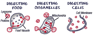 lysosawesome's tweet photo. Here's a look at how we work with others to make the cell as clean and healthy as possible #cellection16g https://t.co/e9rYD153ml