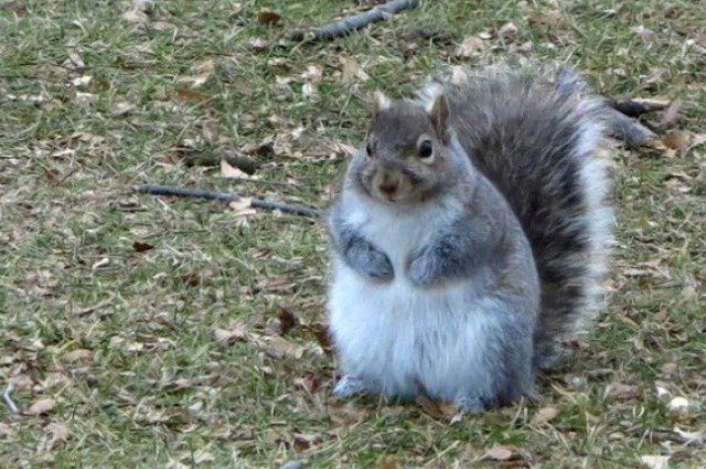 IFLScience's tweet photo. Squirrels are getting fatter from the warm winter weather: https://t.co/t4yUNDBbk0 https://t.co/VAW3HlYiY0
