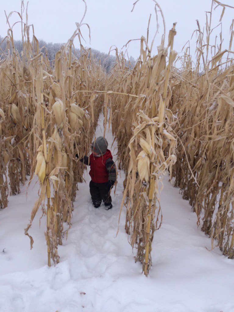 I love this stuff #fatcows#pioneer corn#ranchlife