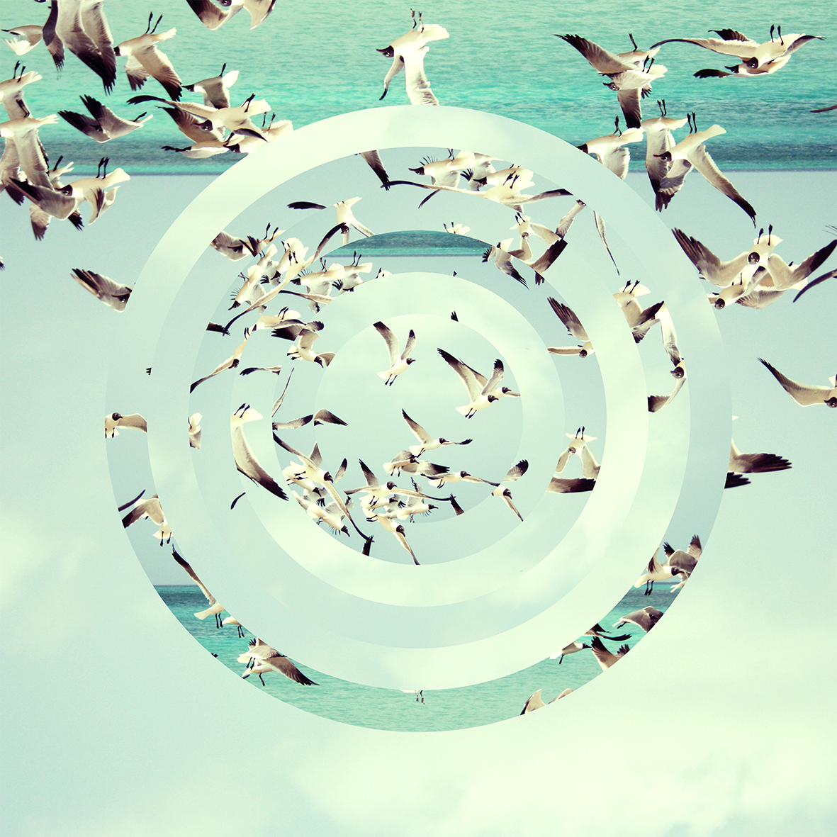 naturalFABRYC's tweet photo. GULL. Spiralling gathering gulls over a beautifully blue ocean. Get this design in store! https://t.co/6cOcjf552F https://t.co/2PqT3BahQf