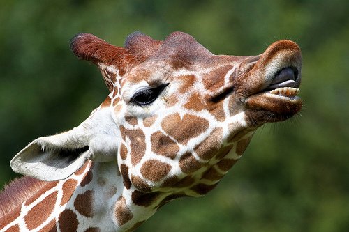 Did you know giraffes only have bottom teeth?!