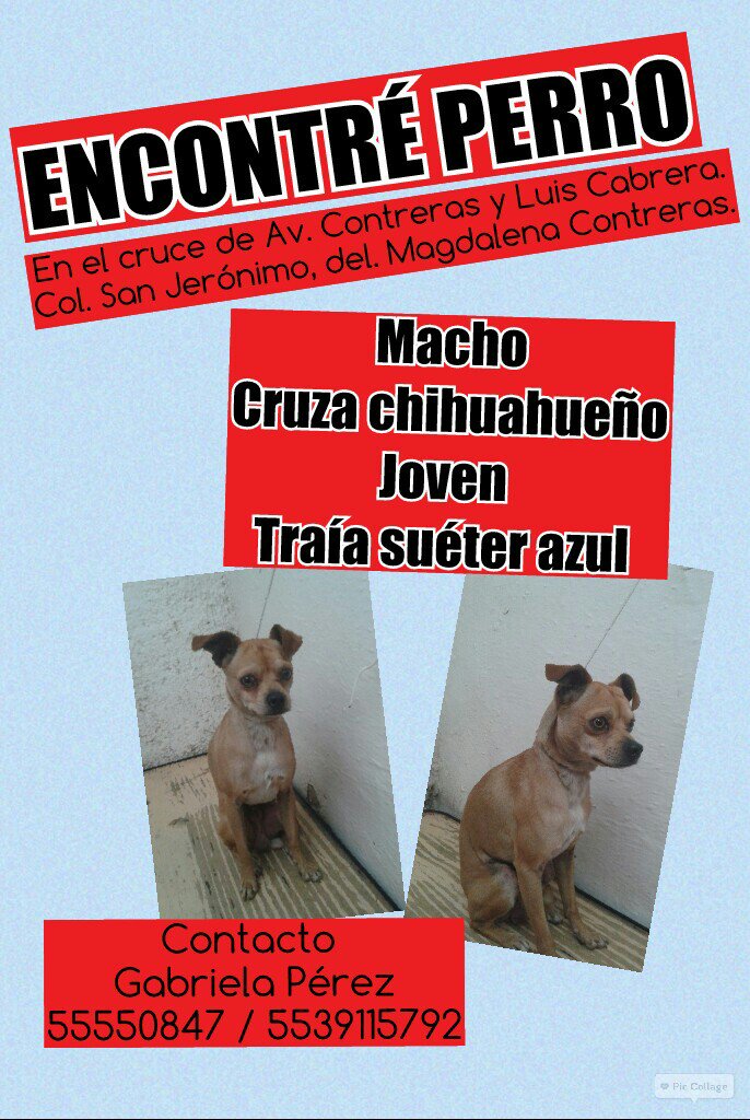gabymvz's tweet photo. @PerrosPerdidosA 
#Encontrado #SanJeronimo #MagdalenaContreras https://t.co/g3TExGicn4