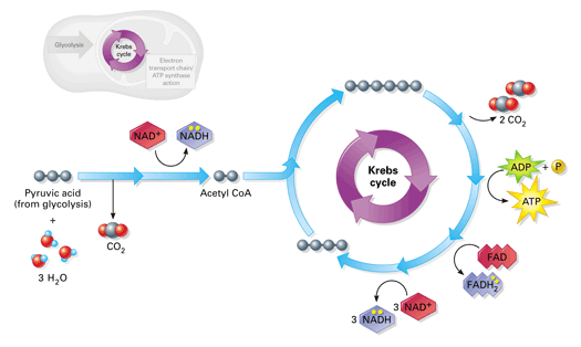 sunlightsavages's tweet photo. @MIGHTochondria1 We give you glucose for the Citric Acid Cycle(Krebs Cycle). #cellection16c https://t.co/DUVa1GWGWp