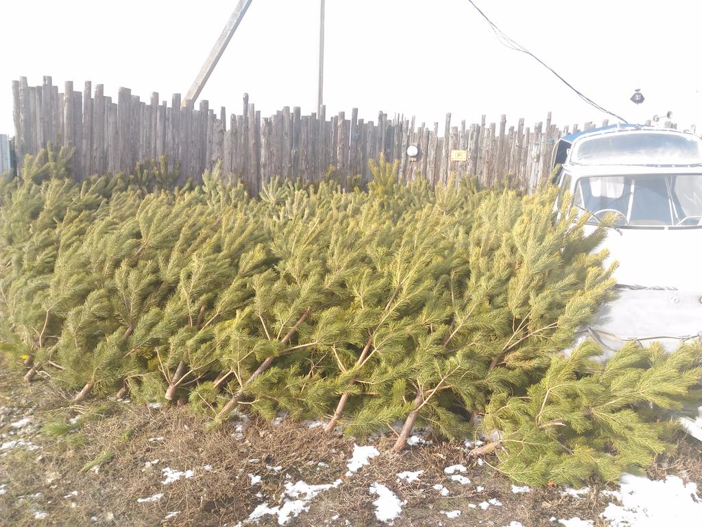 babafrosya tweet picture
