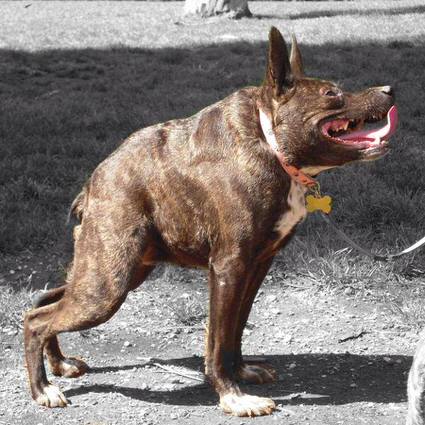 hablandodeDIOS's tweet photo. “Quasi Modo” gana con indiscutible autoridad concurso del “Perro Más Feo del Mundo”

https://t.co/Xzek9p1iMR https://t.co/lrSW6rCqwu