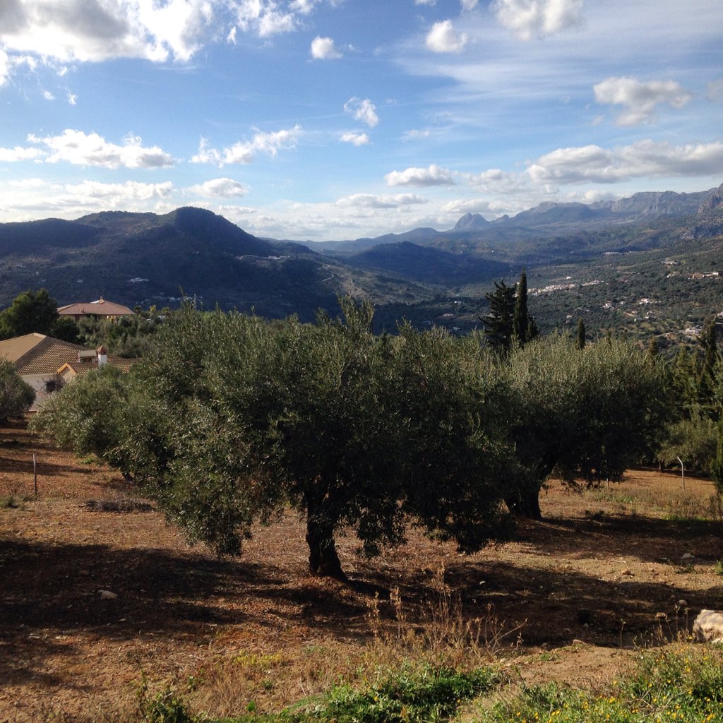 cycletrainrace's tweet photo. View across the olive trees and mountains towards the sea #cycling #cyclist #vegan #vegancyclist https://t.co/9RhPGVcXU7